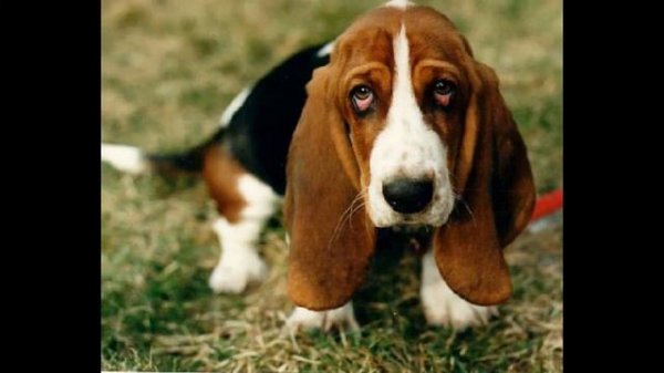 Basset Hound (dog breed HD slide show)! / Бассет - хаунд  !