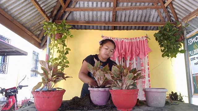Aglaonema Red Siam | Paano ako magparami ng Aglaonema plant | Repotting my Aglaonema смотреть онлайн