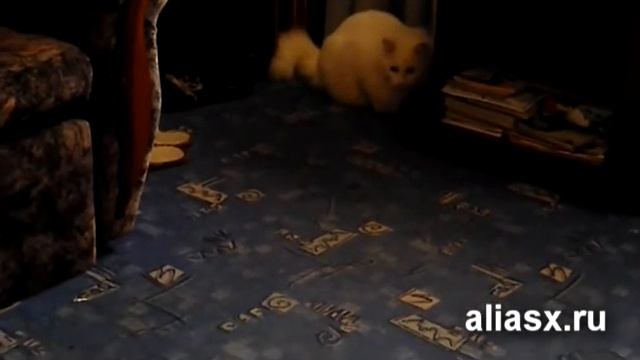 Кот и ватная палочка смотреть онлайн