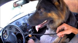 ПОВОДОК ОШЕЙНИК-КОНТРОЛЛЕР для СОБАК как ОДЕВАТЬ,чтобы БЫЛ РЕЗУЛЬТАТ // ДВА 100% РАБОЧИХ СПОСОБА!