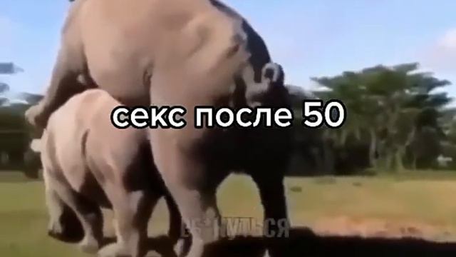 Прикол Мужская сила после 50 смотреть онлайн