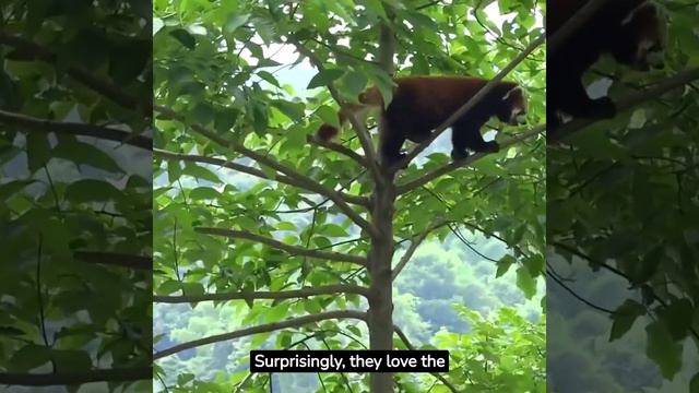 Red Panda (Ailurus fulgens) смотреть онлайн