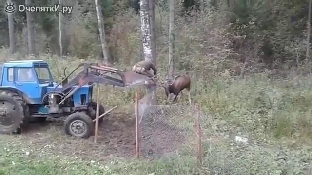 трактористы спасают застрявшего оленя из забора смотреть онлайн