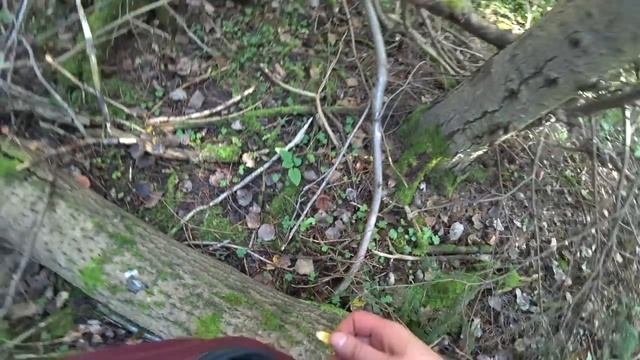 В лес по грибы.Сардельки на костре. Лисички. 7 сент смотреть онлайн