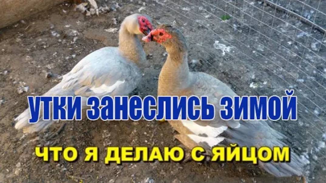 МУСКУСНАЯ УТКА ЗАНЕСЛАСЬ ЗИМОЙ, ХОРОШО ЛИ ЭТО... смотреть онлайн