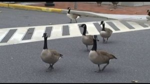 © Канадский гусь, казарка Branta canadensis. Гуляют по лужайкам Нью Йорка, и гадят везде