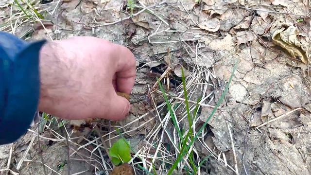 ПОМОГИТЕ! Это Грибной АД! Обнаглевший ГРИБНИК обобрал ВСЕ ГРИБЫ! Грибники В ШОКЕ Грибы 2023 ПОЛЯНАМ смотреть онлайн