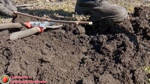 Очень простое Размножение винограда черенками весной