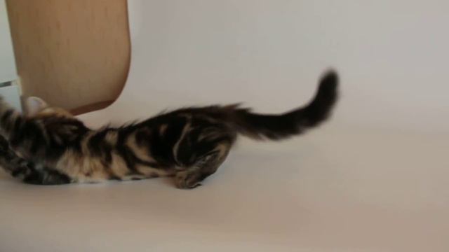 Siberian female Ariadna Crown of Siberia, SIB n 22, Video - Part 2 смотреть онлайн