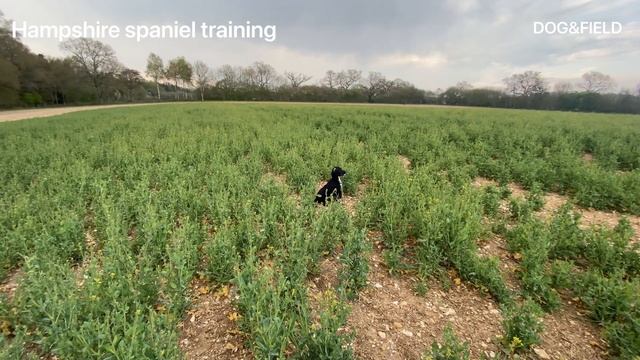 Hunting and flushing game English working Cocker spaniel English Springer Spaniel￼ Gundog Training смотреть онлайн