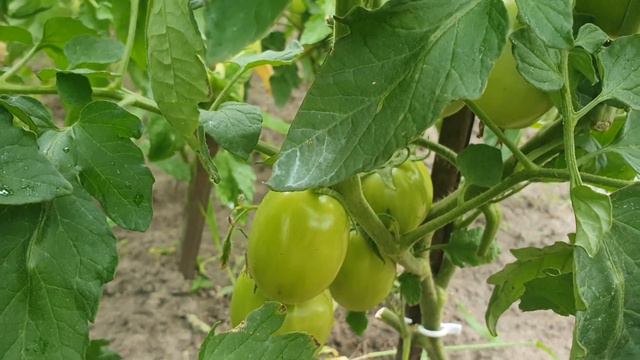 Томаты и Огурцы прут и не болеют, 100% Копеечное рабочее средство смотреть онлайн