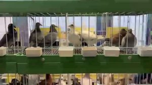 Что предпочитают Голубеводы Бельгии? Ежегодная ярмарка Голубеводов в Бельгии. Голуби/Tauben/Pigeons