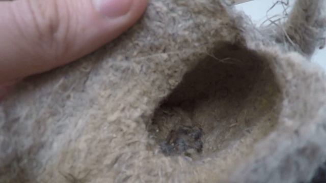 Что внутри гнезда ремеза? смотреть онлайн