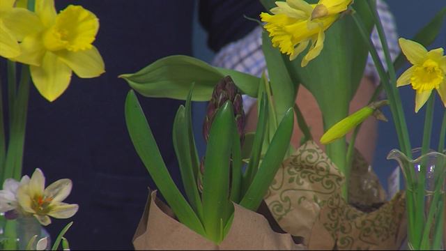 Gardening with Ginny - Spring Bulbs Sprouting смотреть онлайн