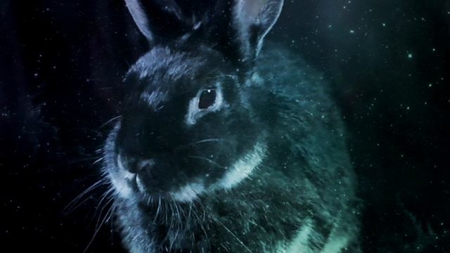 ТЕЛЕЦ ˃ ГОРОСКОП НА 2023 ˃ ГОД ЧЁРНОГО ВОДЯНОГО КРОЛИКА смотреть онлайн