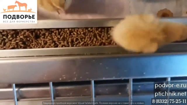 Обзор брудера Оптима на 70 цыплят смотреть онлайн