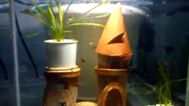 наш аквариум.MP4 смотреть онлайн