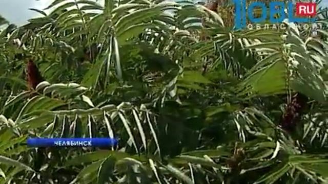 Лотосы Ло́тос (лат. Nelúmbo) на Южном Урале г.Челябинск смотреть онлайн