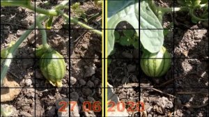 Опыт выращивания привитых арбузов в средней полосе