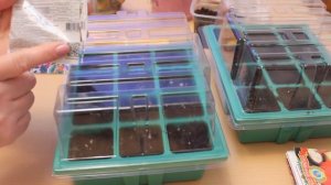 Посадка флоксов многолетних и однолетние  .Флоксы (сеем семена). Drummond Phlox