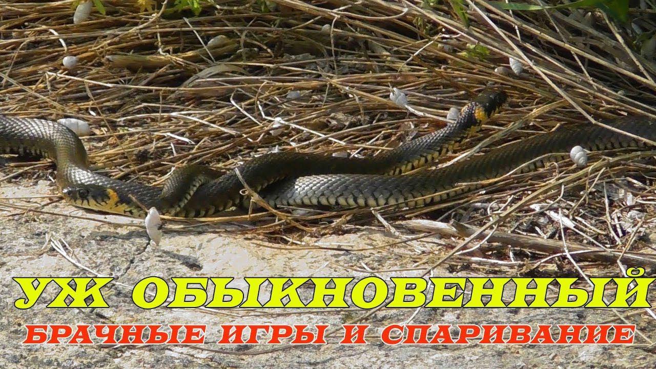 Уж Обыкновенный, Брачные Игры и Спаривание / Grass Snake, Mating смотреть онлайн