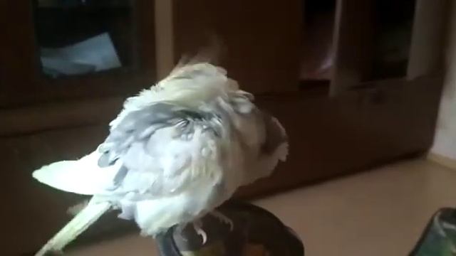 Аркаша попугай корелла учится говорить / Parrot Corella Learns To Speak