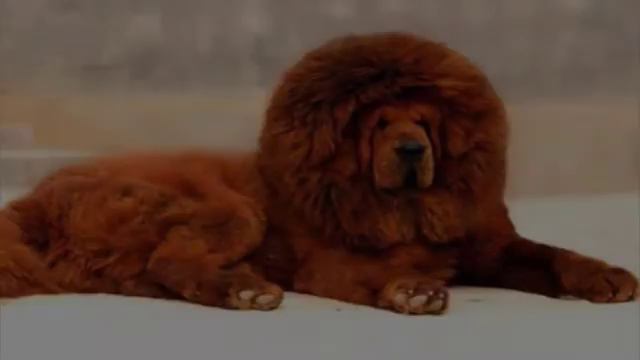 Actuales Imagenes de Perros para Compartir con tus Amigos смотреть онлайн