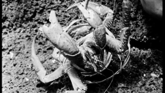 Moana [1926, Frances H. Flaherty And Robert J. Flaherty]