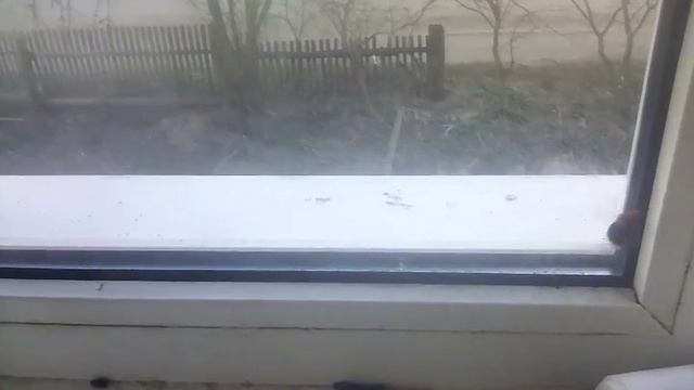 Шмель в гостях. смотреть онлайн