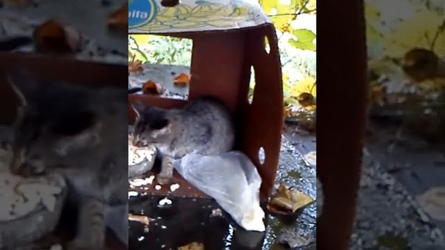 Котята найденные на даче. И корм для них смотреть онлайн