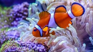 аквариумная рыбка клоун ??