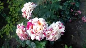 Vanille Fraise  Роза Ванилла Фрайз