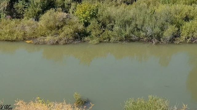 Казахский мелкосопочник. Видео зарисовка. смотреть онлайн