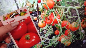 ПОСАДИЛА 1 РАЗ ЭТОТ СОРТ ТОМАТОВ, Теперь Сажаю Ежегодно, Посажу в 2023, Лучший Томат Сметают Пачками