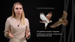 Птицы: их общая характеристика и особенности