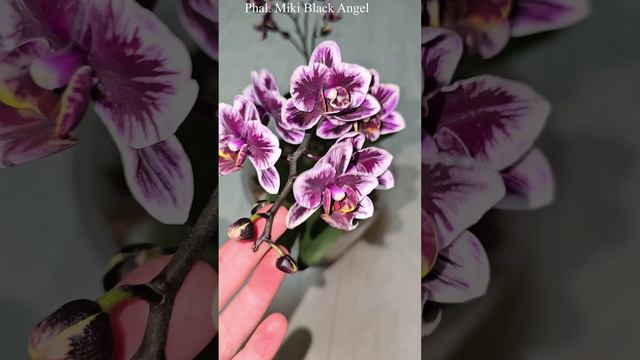 Однажды я хотела ее выкинуть, но теперь она покорила мое сердце Phal. Miki Black Angel смотреть онлайн