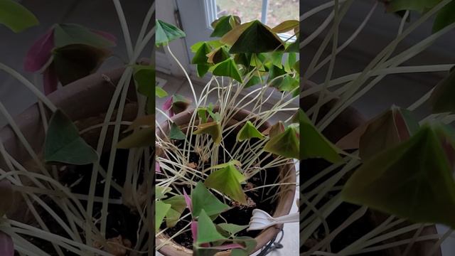 Оксалис или Кислица - семейное счастье. смотреть онлайн