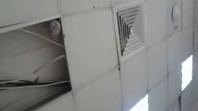 Несчастный кот. смотреть онлайн