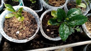 Цитрусы летом Что сделать для ускорения роста и развития домашних лимонов и мандаринов.