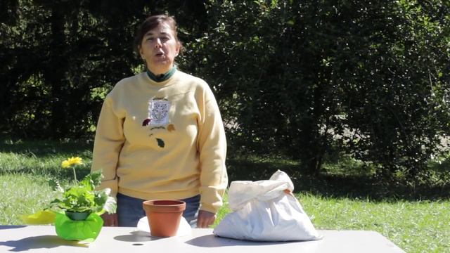 How to Repot a Gerbera : Gerbera Plant Care смотреть онлайн