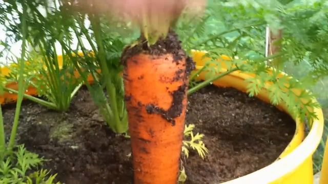 Allotment Diary Aug 23 : Pulling the first Enormous Show Carrot смотреть онлайн