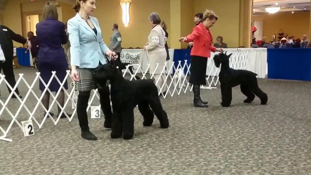 Gypsy the giant schnauzer at Elora gorge show. December 2016 смотреть онлайн