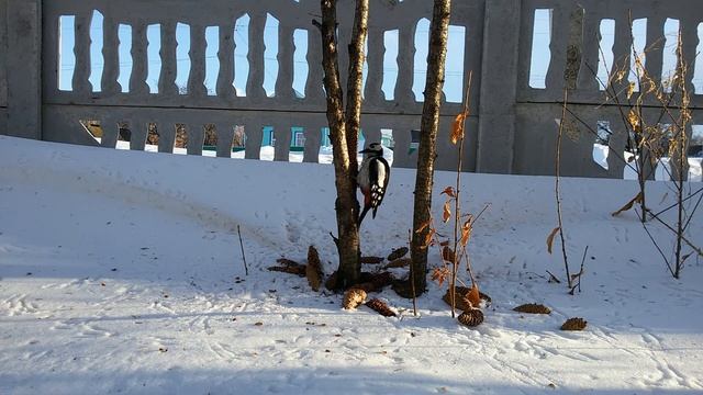 Как дятел по умному ест шишки смотреть онлайн