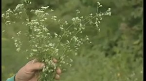 Подмаренник цепкий
