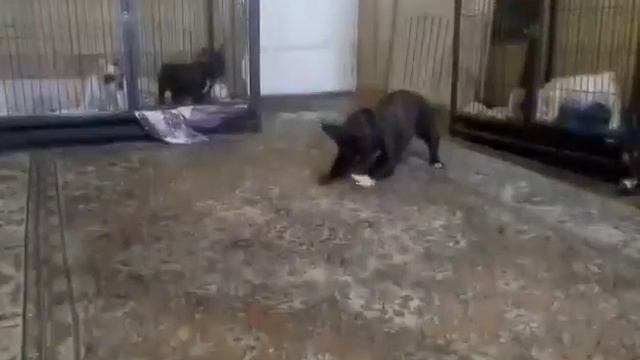 Щенки французского и английского бульдогов. Продажа смотреть онлайн
