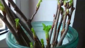 Укоренение ЧЕРЕНКОВ СМОРОДИНЫ в ВОДЕ.