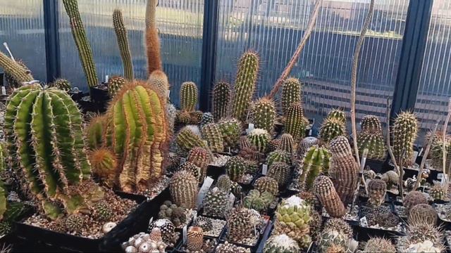 Уход за кактусами.Ответы на комментарии. смотреть онлайн