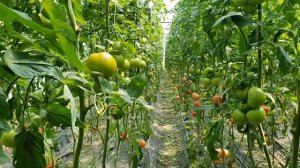 Овощи Растут. Томат Мей Шуай, начало сбора.