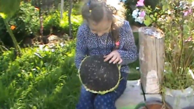 Режем подсолнух, или откуда берутся семечки! смотреть онлайн