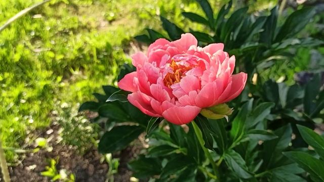 Peony 'Coral charm' 2nd blooming. смотреть онлайн